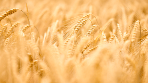 céréales - bon pour les cheveux